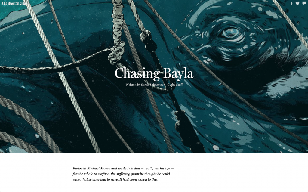 chasing bayla