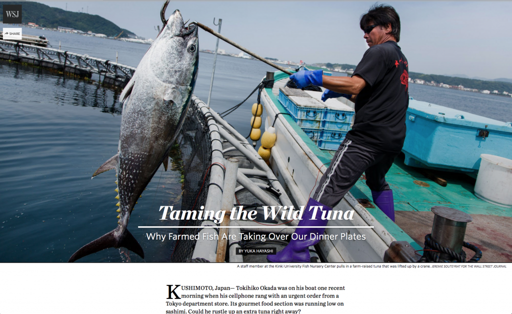 Taming the Wild Tuna
